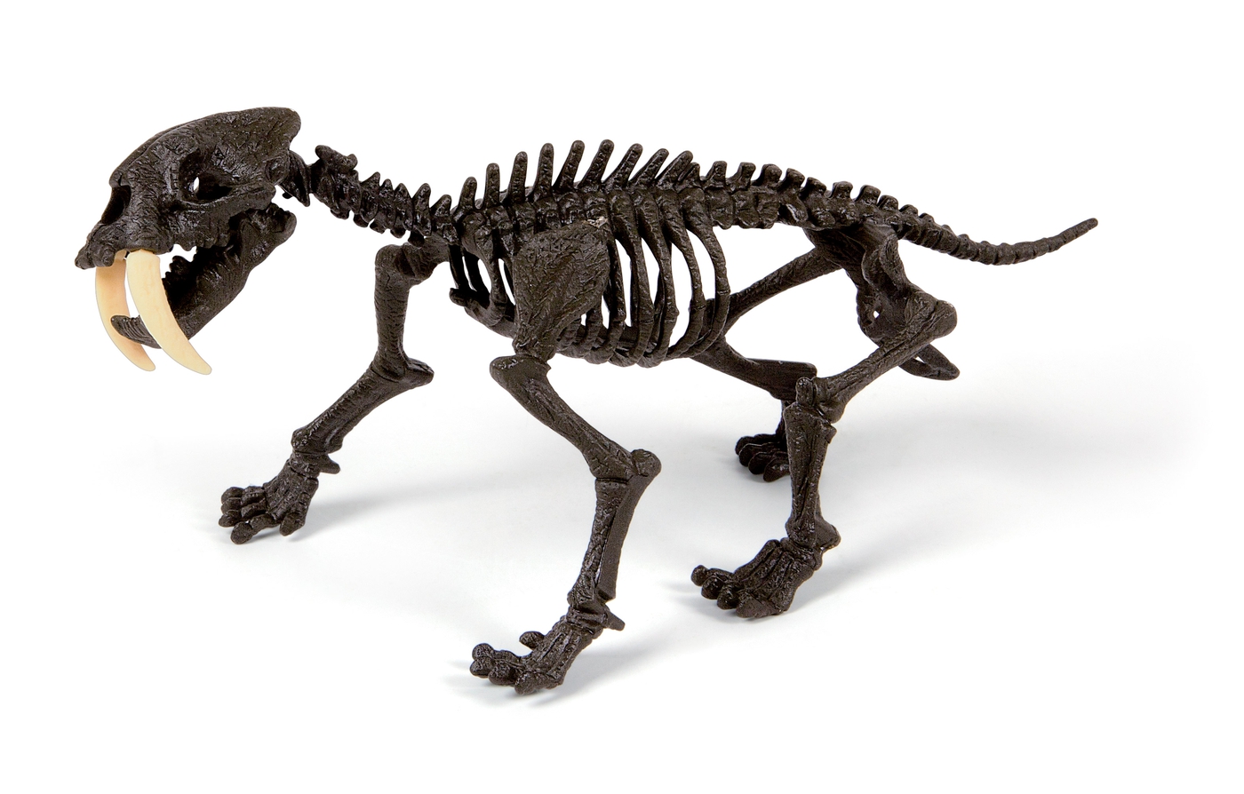 Dino Fossil Smilodon Clementoni