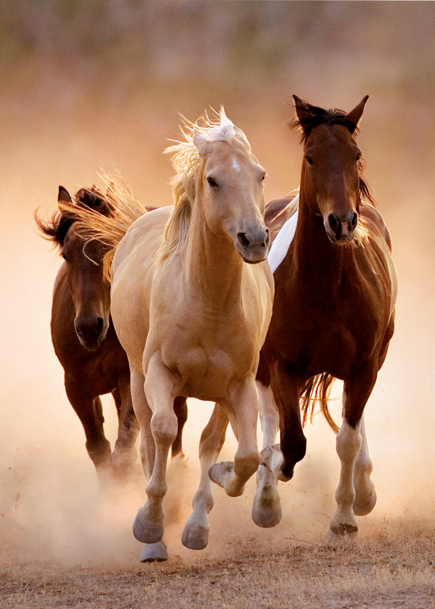 Running Horses 1000 piezas High Quality Collection Clementoni