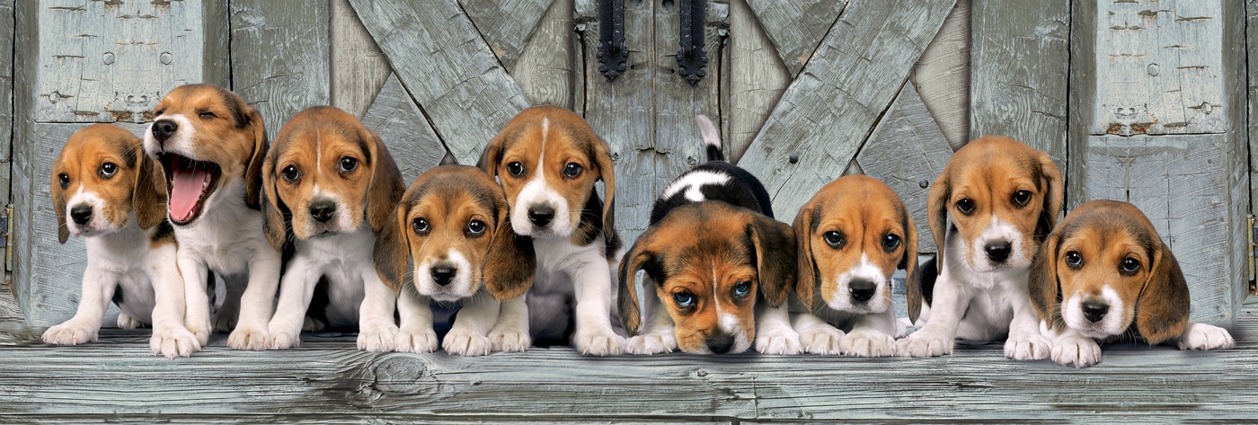 Puzzle Clementoni 1000 pezzi Beagles cani beagle cuccioli panorama cm 98x33 