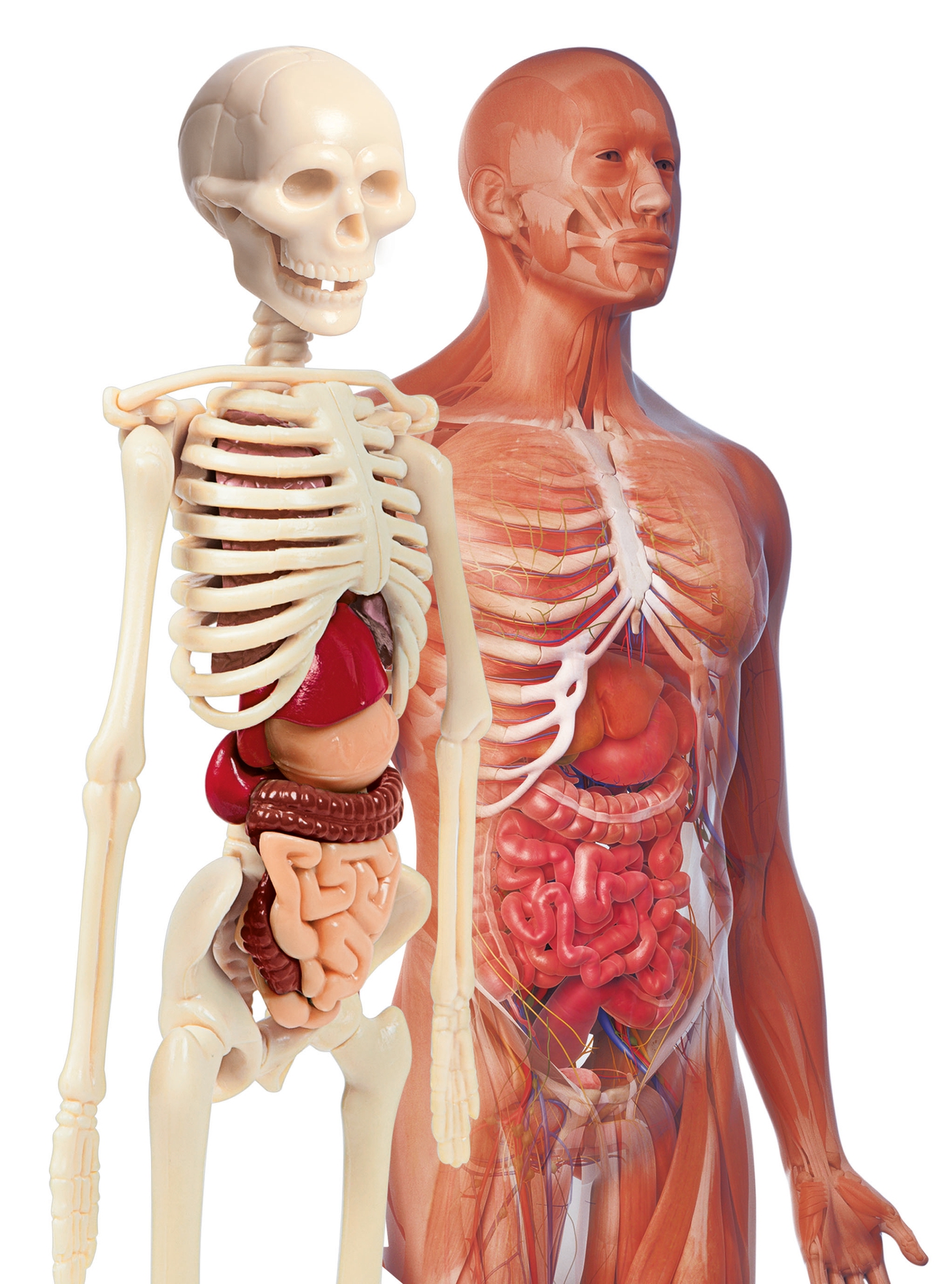 Скелет с внутренними органами. Анатомия человека. Скелет человека с внутренними органами.